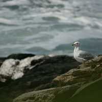 Sea Gull At The Sea Shore