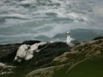 Sea Gull At The Sea Shore