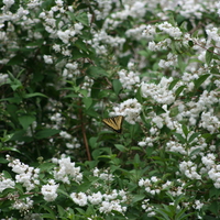 Butterfly and Nectar