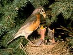 Robin with Chicks