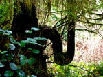 British Columbia - Vancouver Island - Rainforest