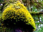 British Columbia - Vancouver Island - Rainforest 2