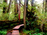 British Columbia - Vancouver Island - Rainforest 3