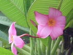 Pink plumeria