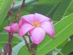 Pink plumeria