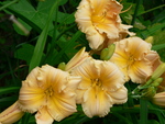 Daylily