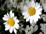 daisies