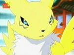 Renamon looks at you