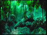 Kelp Forest