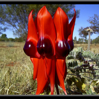 Sturt's Desert Pea