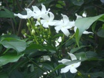 White flowers