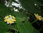 Lantana-Beauty in flowers