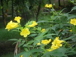 Yellow flowers