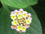 Lantana