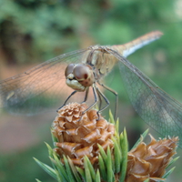 goggled insect-dragonfly