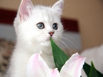 White Kitten