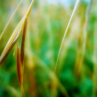 Grass