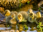 CUTE DUCKLINGS