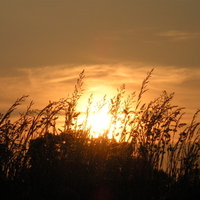 Grass Sunset