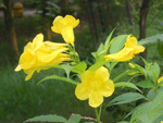 Yellow flowers