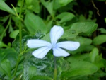 Sky blue flower
