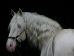 Albino Andalusian