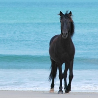 Spanish Mustang Enjoying The Beach