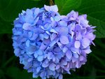 Blue Hydrangea