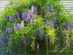 Blue Chinese Wisteria