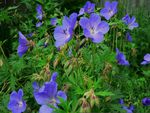 Hardy Blue Geranium