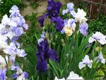 Spring Iris