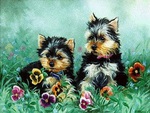 Yorkies (Linda Picken)