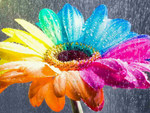 rainbow flower