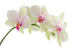 white orchids