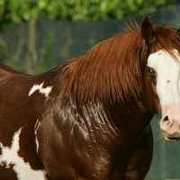 Chestnut Paint Horse