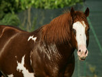 Chestnut Paint Horse