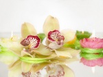 Spa orchids