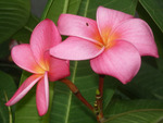 Pink Plumeria flowers
