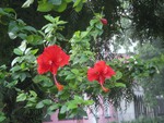 Hibiscus