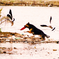 Survivors of Chile's Earthquake