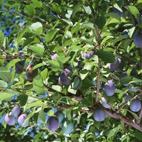 Plum-Tree
