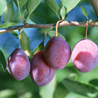 Plum-tree