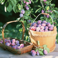 Plums