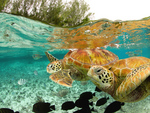 Sea Turtles
