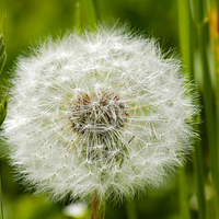 Dandelion