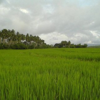 Rice field