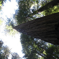 great redwoods