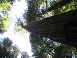 great redwoods