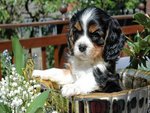 Cavalier king Charles Spaniel