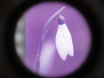 Snowdrop
